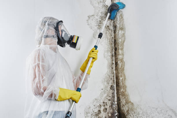 Best Commercial Mold Remediation in Royston, GA