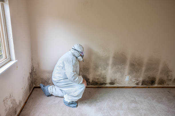 Best Emergency Mold Remediation in Royston, GA