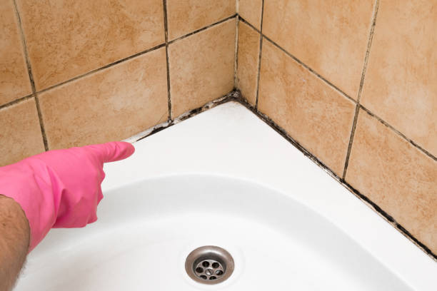 Professional Mold Remediation in Royston, GA